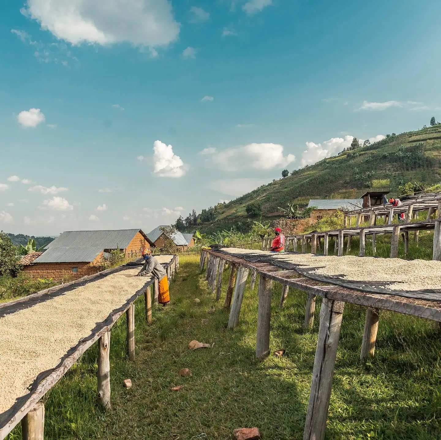 Terroir café : Nos cafés de spécialités